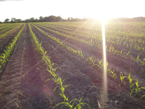 Newly sprouting rows of corn in a field at sunrise